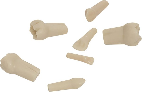 Kindermodellzähne AK-6/2