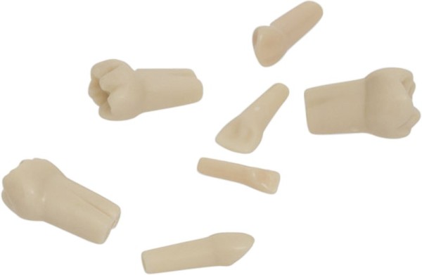 Kindermodellzähne AK-6