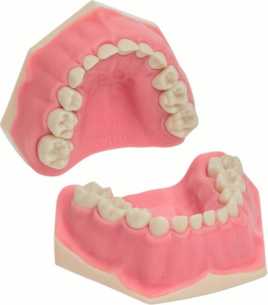 Kinderzahnmodell AK-6/2