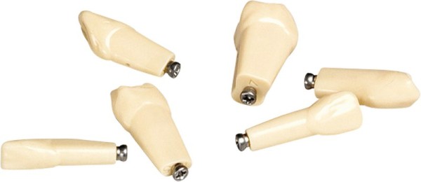 Kunststoffmodellzahn ANKA-4 ZE