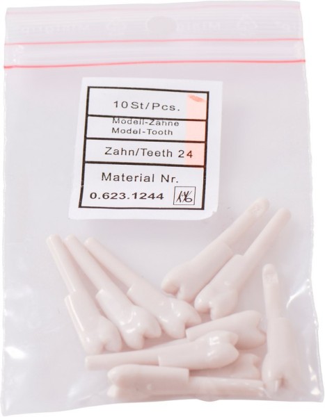 Schnappzahn Modell Prämolar