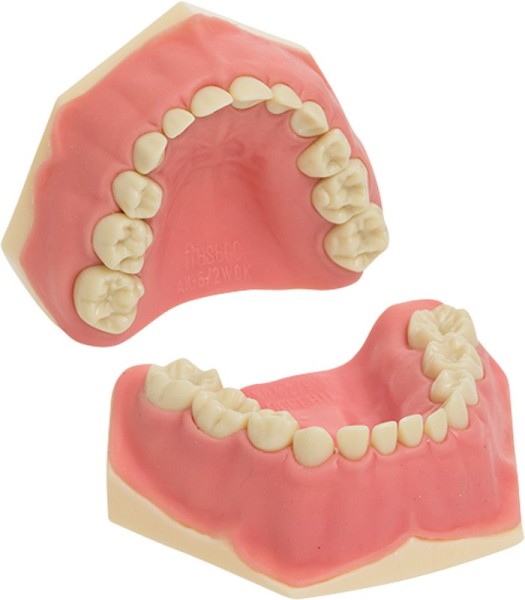 Kinderzahnmodell AK-6/2 M