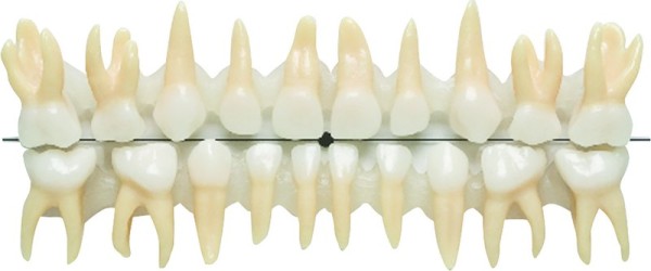 Anatomische Milchzähne