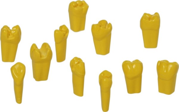 Modellzähne ANA-4 ZP